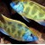 Nimbochromis venustus