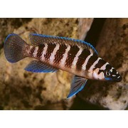 Neolamprologus cylindricus