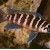Neolamprologus cylindricus