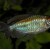 Phenacogrammus interruptus - Kongo tetra