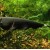 Apteronotus albifrons - Juodas peilis