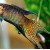 Macropodus opercularis - Makropodas raudonas