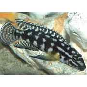 Julidochromis marlieri