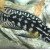 Julidochromis marlieri