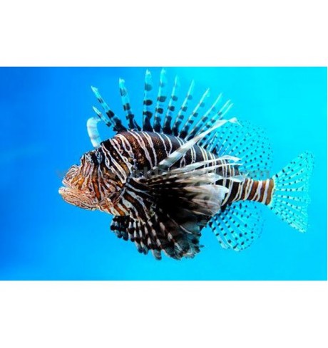 Pterois volitans