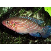 Hemichromis guttatus