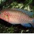 Hemichromis guttatus
