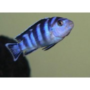 Pseudotropheus demasoni