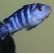 Pseudotropheus demasoni