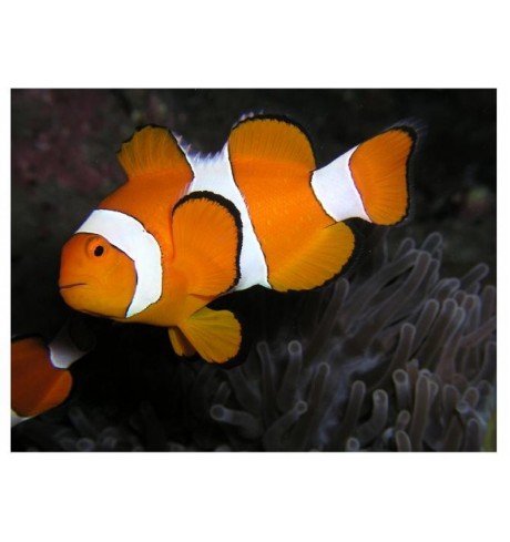 Klounas - Amphiprion ocellaris (Clounfish)