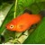 Xiphophorus maculatus - Pecilija "Ridikėlis"