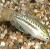 Trichopsis pumila - Mini guramis