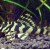 Peckoltia sp.