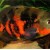 Astronotus ocellatus Red Tiger - Astronotas tigras