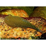 Gastromyzon sp. - Gitara