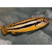 Melanochromis chipokae