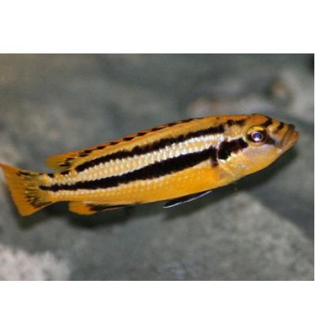 Melanochromis chipokae