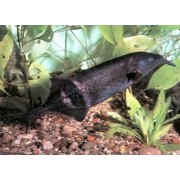 Gnathonemus sp. - Drambliukas