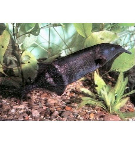 Gnathonemus sp. - Drambliukas
