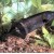 Gnathonemus sp. - Drambliukas