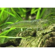 Cardina multidentata - Amano krevetė