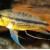 Apistogramma cacatuoides - Apistograma kakadu