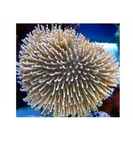 Minkštasis koralas - Sarcophyton crassicaule