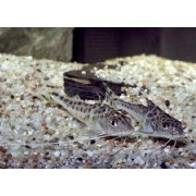 Pimelodus pictus - Šamas angelas