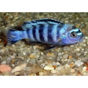Pseudotropheus afro