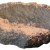 Dekoracija Muschelhalter Grofe, 13x10 cm