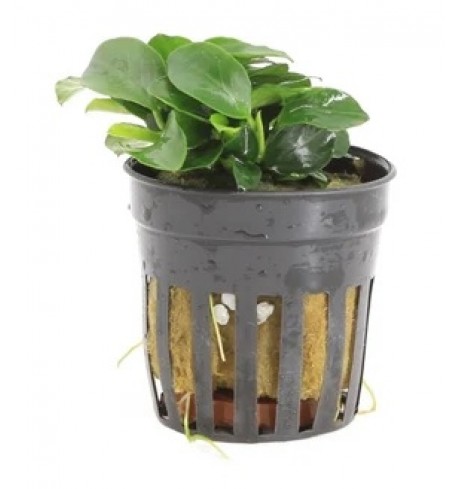 Anubias Bonsai, 1 vnt. Anubias Bonsai, 1 vnt.