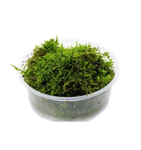 Christmas moss samana, 1 vnt (užsakoma prekė) Christmas moss samana, 1 vnt (užsakoma prekė)