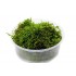Christmas moss samana, 1 vnt (užsakoma prekė) Christmas moss samana, 1 vnt (užsakoma prekė)