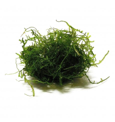 Flame moss samana, 1 vnt (užsakoma prekė)