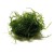 Flame moss samana, 1 vnt (užsakoma prekė)