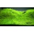 Utricularia graminifolia samana, 1 vnt (užsakoma prekė)