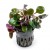 Lobelia cardinalis dwarf, 1 vnt