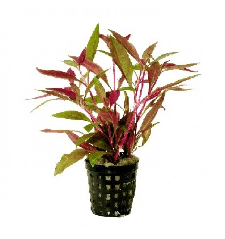 Alternanthera cardinalis, 1 vnt