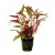 Alternanthera cardinalis, 1 vnt