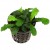 Bucephalandra mix, 1 vnt