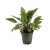 Cryptocoryne, 1 vnt  (įvairių rūšių, S dydis)