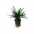 Ophiopogon kyoto, 1 vnt