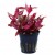 Alternanthera reineckii Rosanervig, 1 vnt