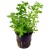Bacopa monnieri 'Compact', 1 vnt