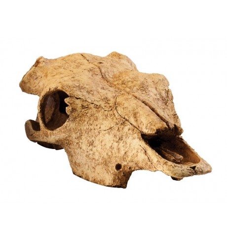 Dekoracija "Buffalo skull", 23.4 X 23.4 X 11.2 cm