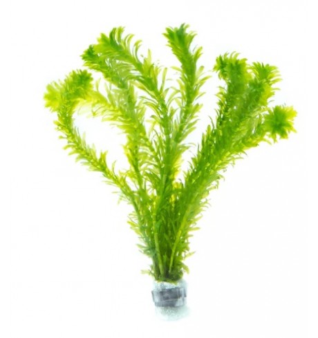 Egeria Densa, 1 vnt (užsakoma prekė)