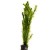 Elodea canadensis, 1 vnt (užsakoma prekė)