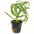 Crinum calamistratum, 1 vnt