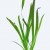 Vallisneria americana ‘Gigantea’, 1 vnt (užsakoma prekė)
