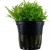 Pogostemon helferi, 1 vnt